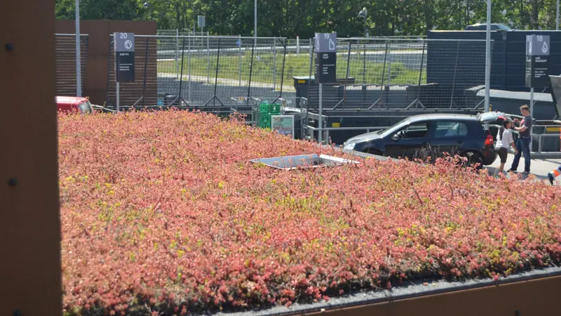 Sedumtag på Gentofte genbrugsstation. Sedumplanter.